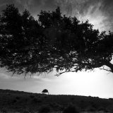 Mimétisme arboricole ,arbres couches par le vent,photos de la Corse,artiste photographe corse,photos de la corse,Thierry Raynaud