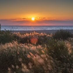 Joncs en fleurs sur la plage du Liamone - photographe Thierry Raynaud