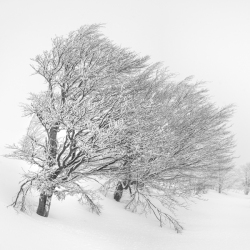 Arbres sous la neige en Corse – photo highkey en noir et blanc
