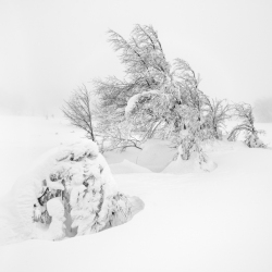 Arbres enneigés en Corse – photographie artistique highkey