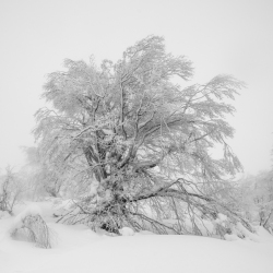 Aulne enneigé et gelé en Corse – photo d’art noir et blanc