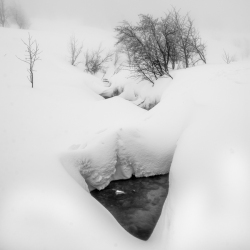 ource dans la neige fondue en Corse – photo highkey noir et blanc