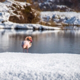 Les pattes dans l'eau , Thierry Raynaud