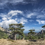 Pins Lariccio au col de Bavella – Paysage de montagne Corse en photo d’art : Col de Bavella, pins Lariccio centenaires – Tirage d’art